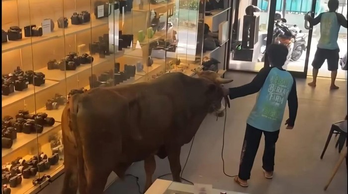 Sapi Kurban Lepas dan Masuk ke Toko Kamera di Bogor, Suasana Sempat Heboh dan Panik