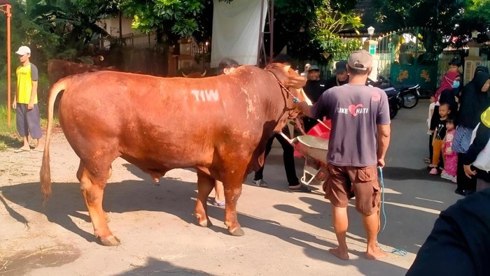 Asal Pengirim Sapi Kurban Bertuliskan “TIW” di Masjid Dekat Rumah Amien Rais Mulai Terungkap